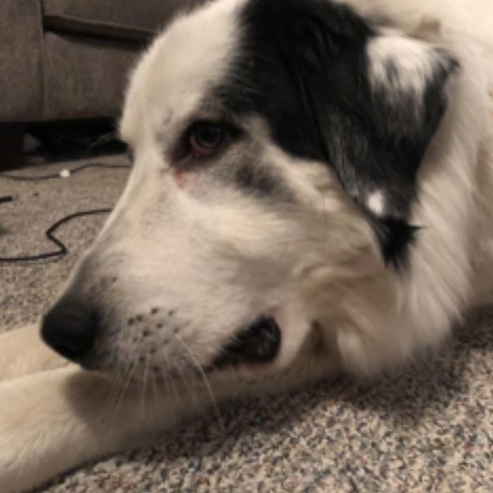 Shasta`, Adoptable, Adult Female Great Pyrenees.