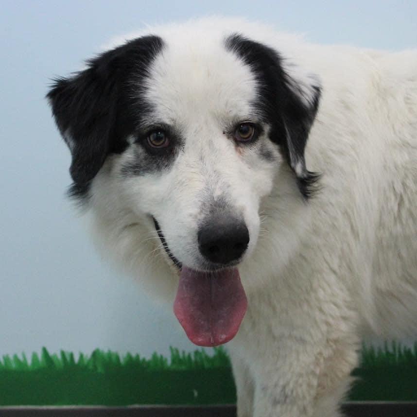 Enlarge Shasta`, a Adoptable Great Pyrenees in Dodge City, KS image 1/3