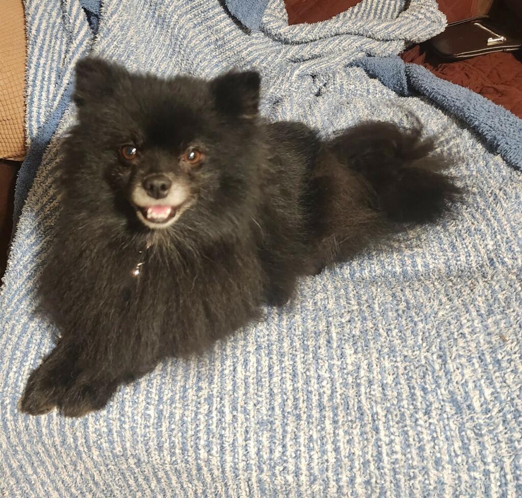 Enlarge Luna, a Adoptable Pomeranian in Bakersfield, CA image 1/5
