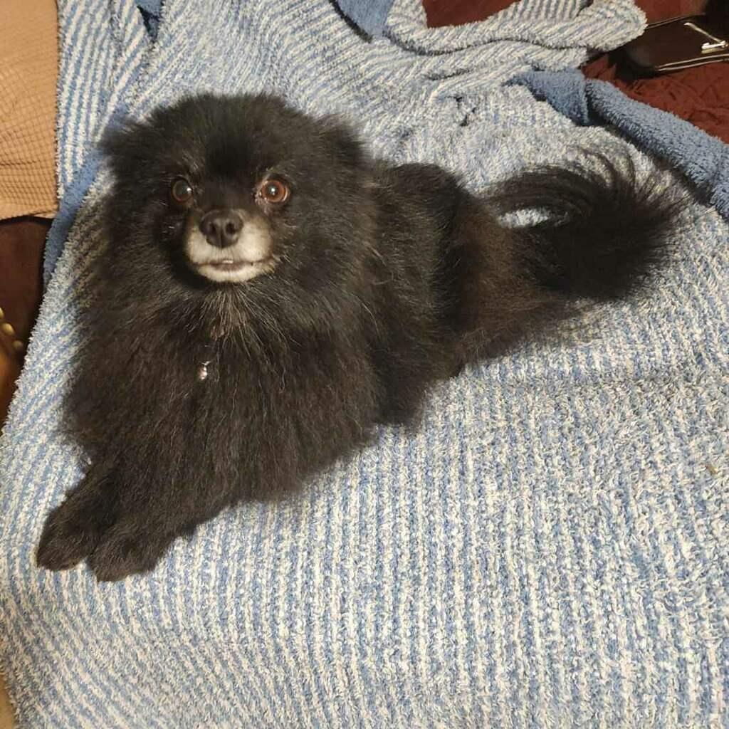 Enlarge Luna, a Adoptable Pomeranian in Bakersfield, CA image 4/5