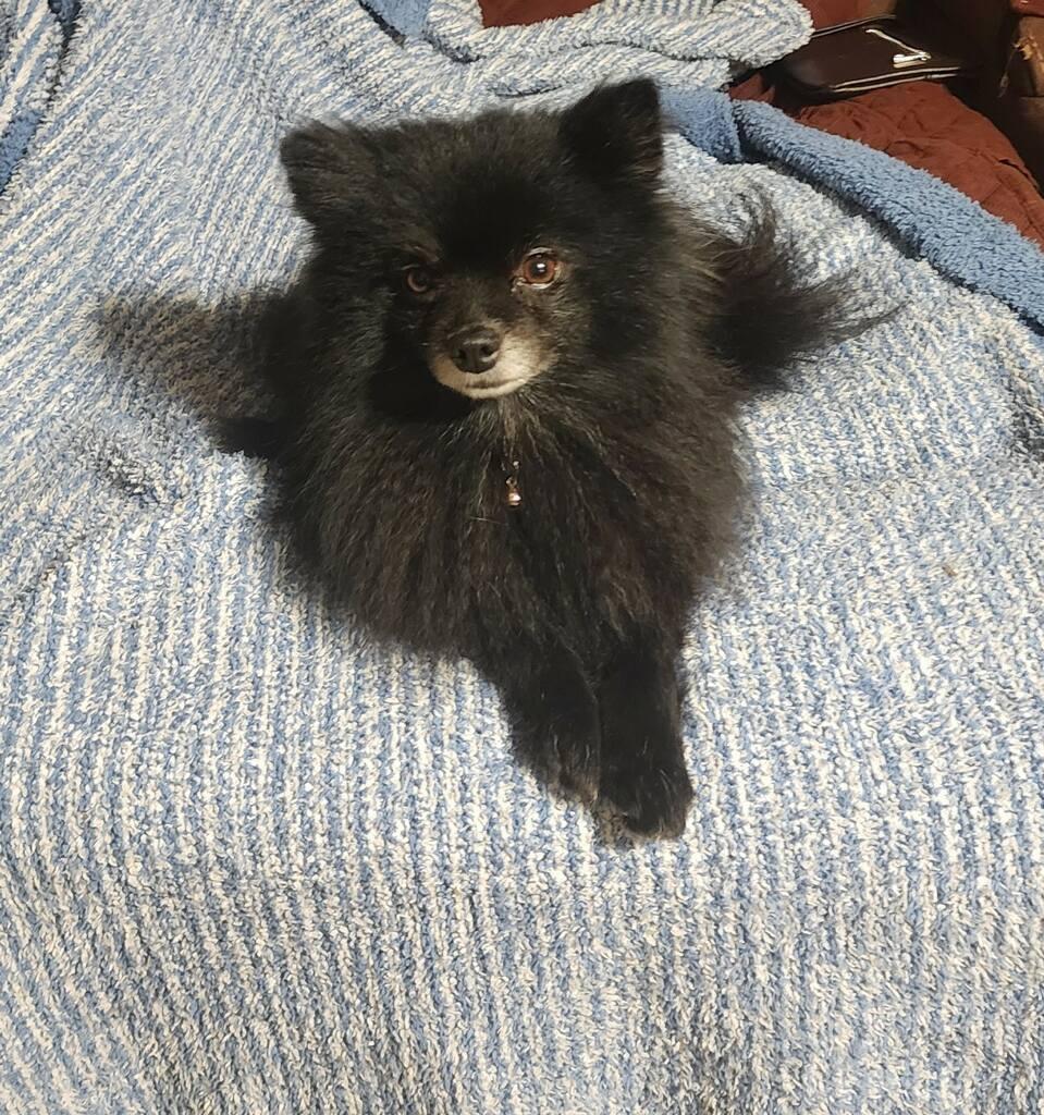 Enlarge Luna, a Adoptable Pomeranian in Bakersfield, CA image 5/5