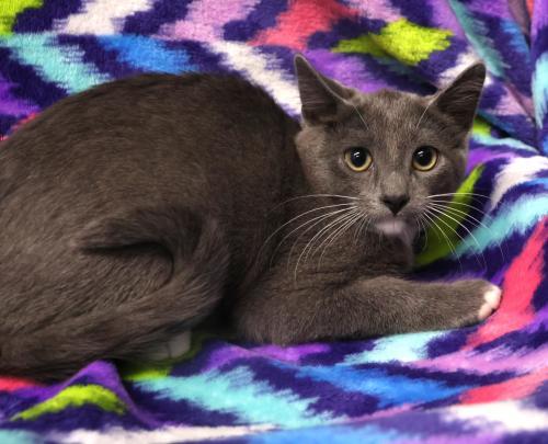 Nolan, Adoptable, Young Male Exotic Shorthair.
