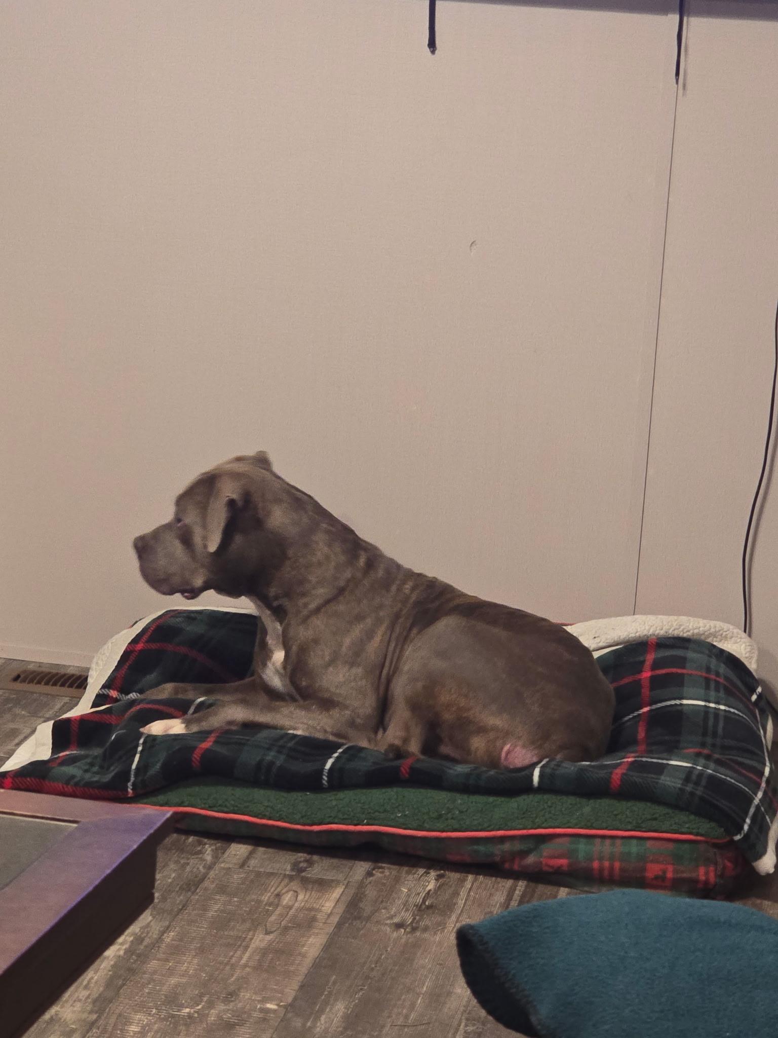 Enlarge Kovu, a ADOPTABLE Mixed Breed in Rayne, LA image 6/6