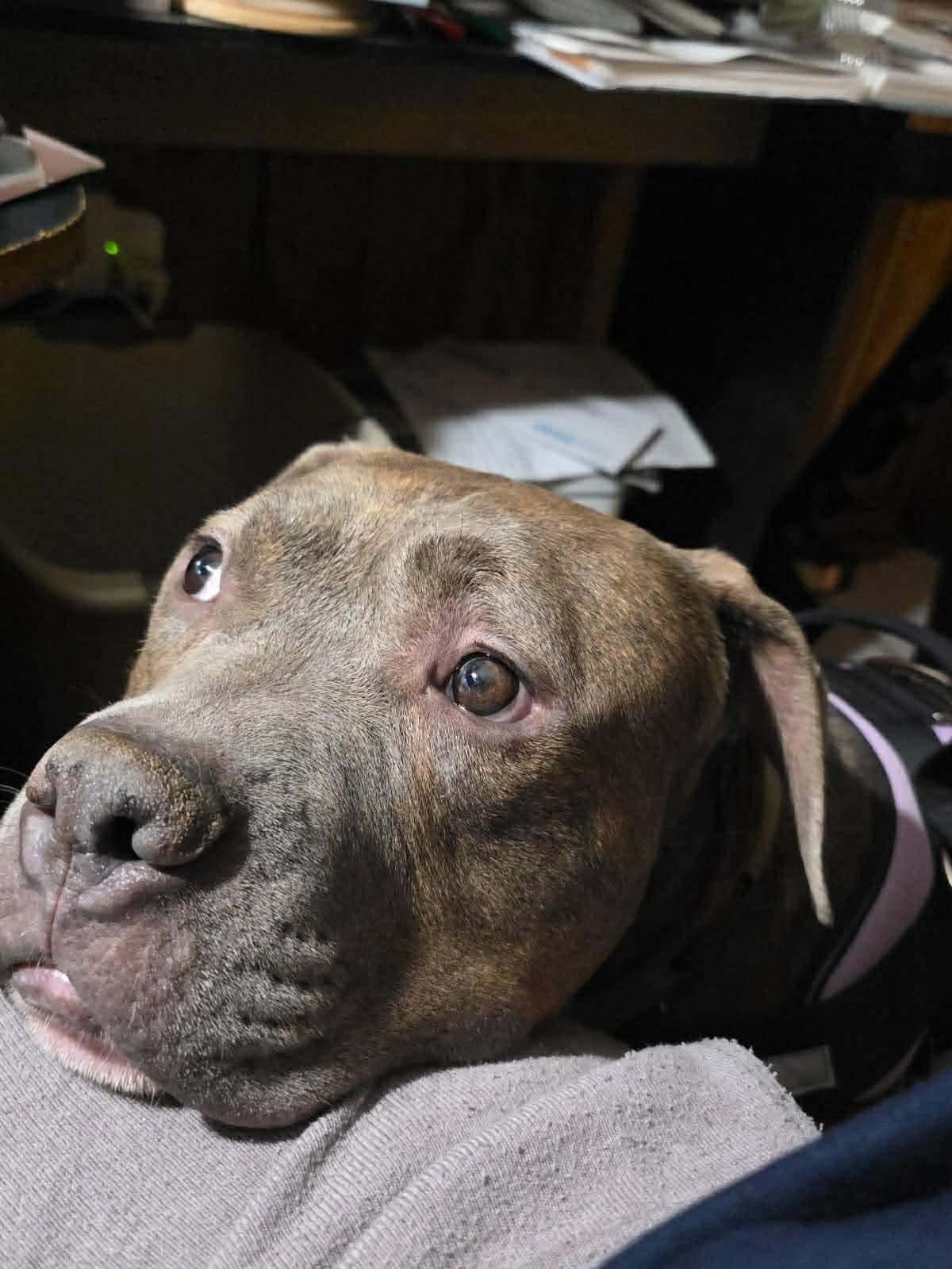 Enlarge Kovu, a ADOPTABLE Mixed Breed in Rayne, LA image 4/6