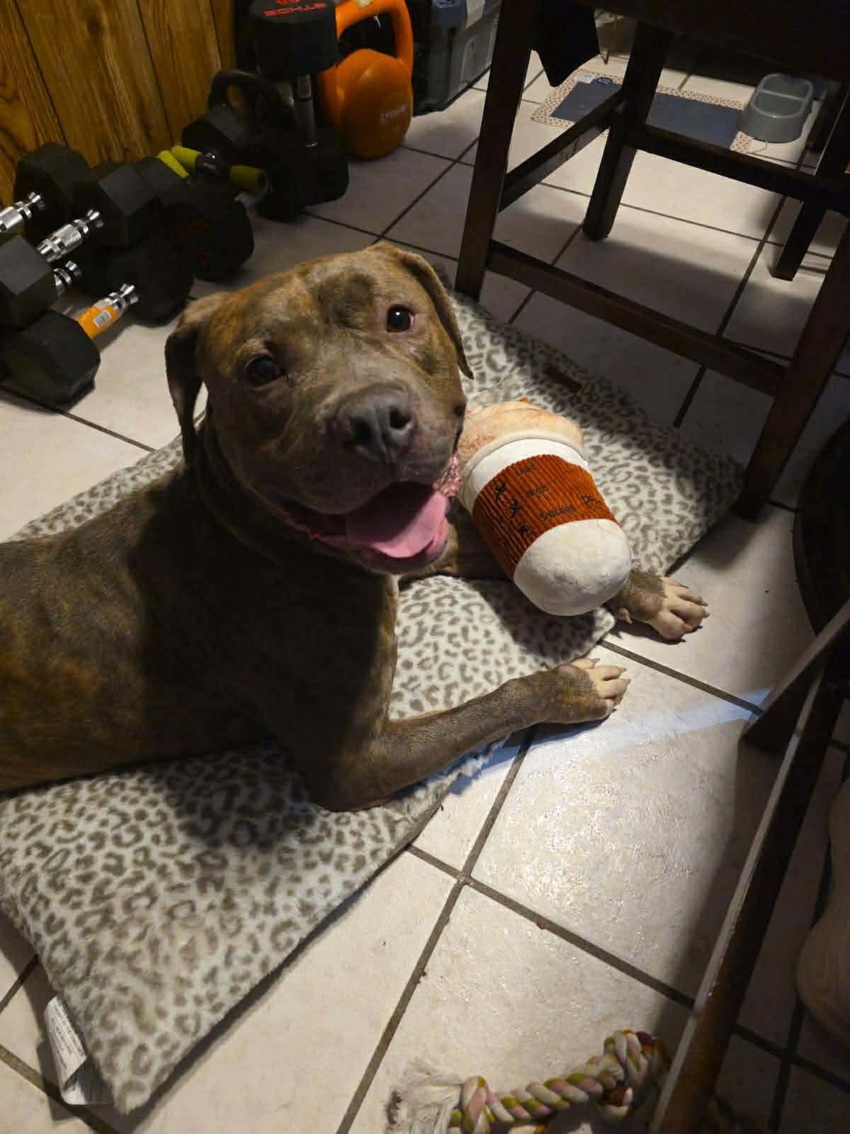 Kovu, ADOPTABLE, Adult Male Mixed Breed.