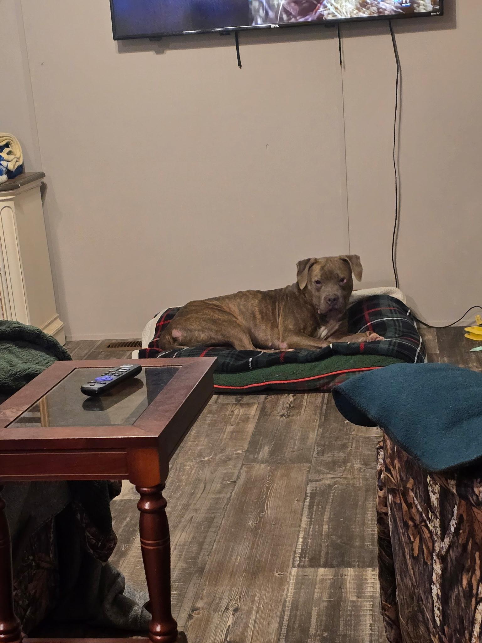 Enlarge Kovu, a ADOPTABLE Mixed Breed in Rayne, LA image 5/6