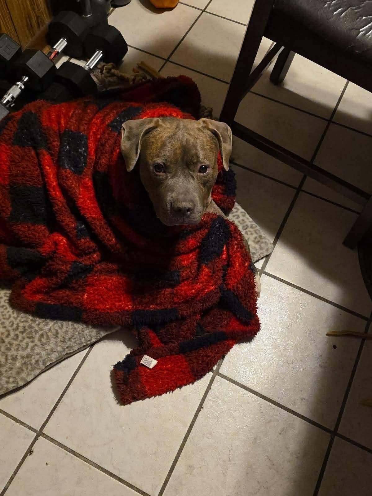 Enlarge Kovu, a ADOPTABLE Mixed Breed in Rayne, LA image 3/6