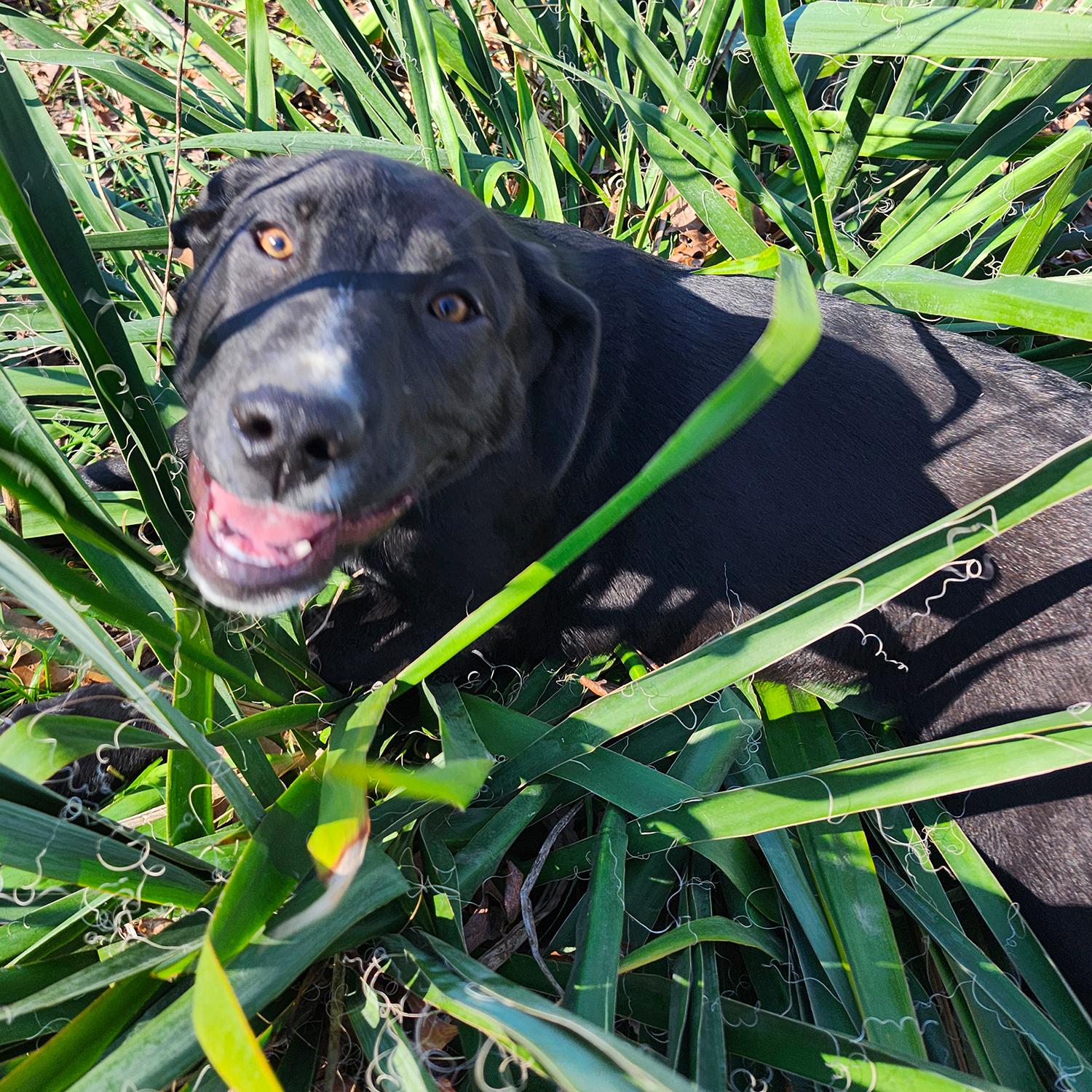 Carrie Underwood thumbnail 4