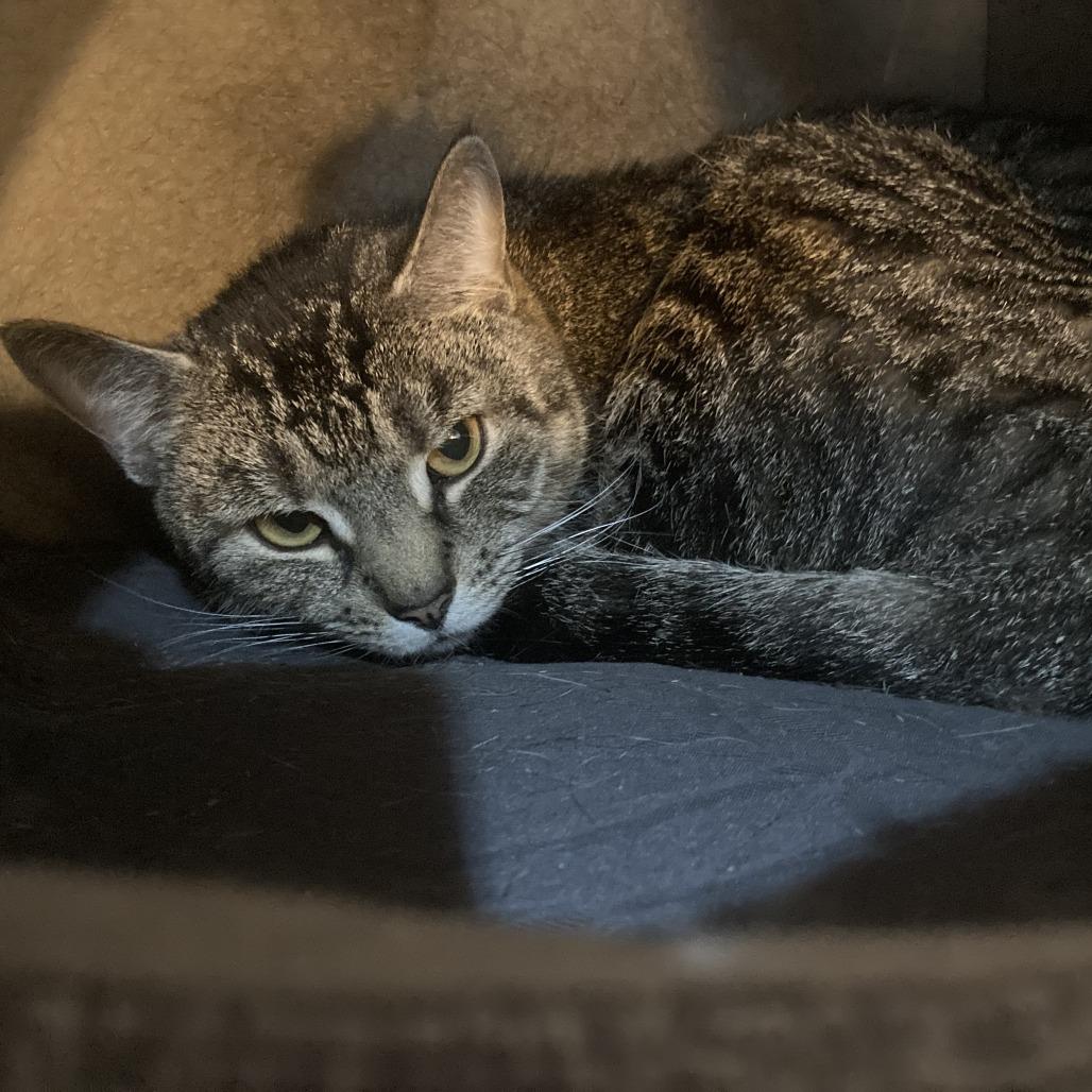 Plumpton- looking for a cat friend, ADOPTABLE, Adult Female Domestic Short Hair.