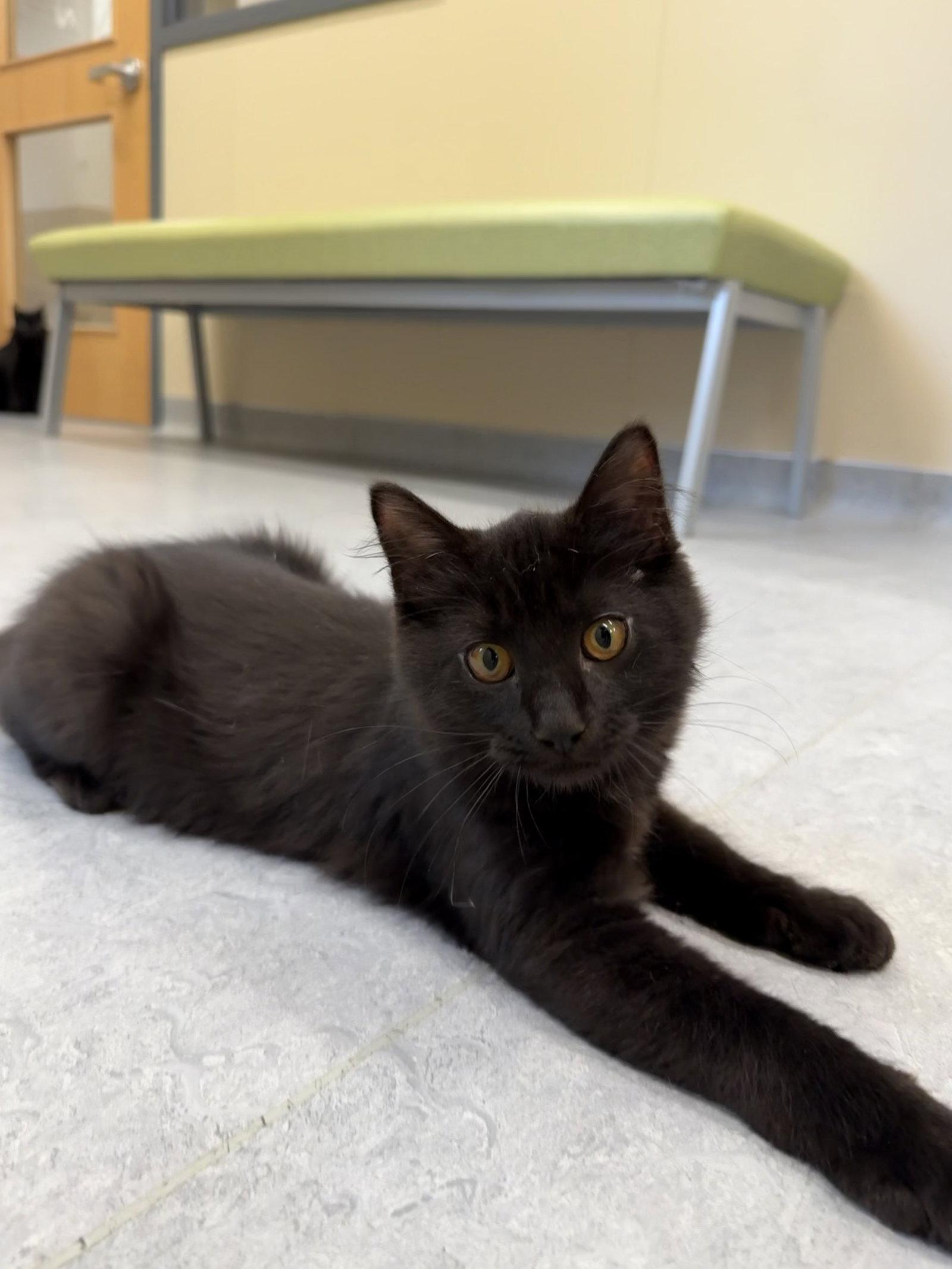 Stormfly, Adoptable, Young Male Domestic Medium Hair.