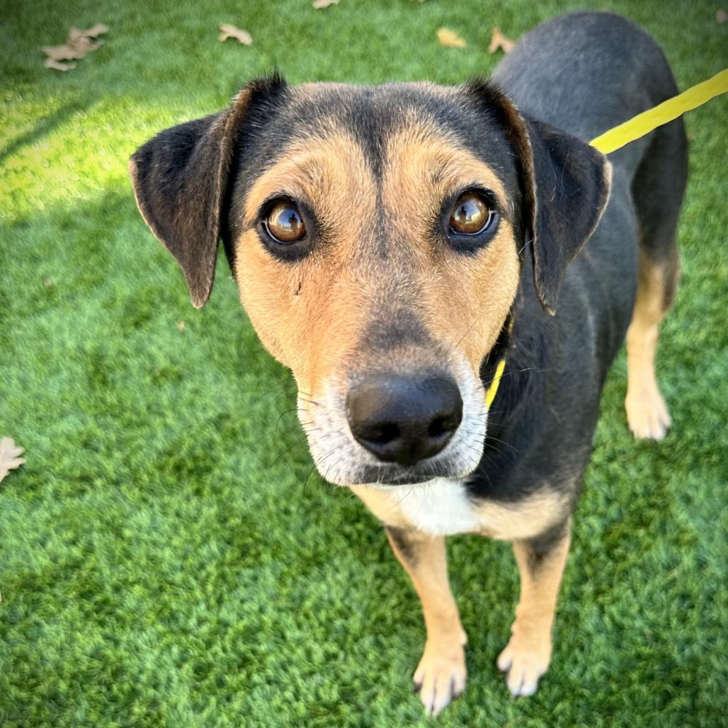 Enlarge Candy, a Adoptable mixed breed in Ardmore, OK image 2/2