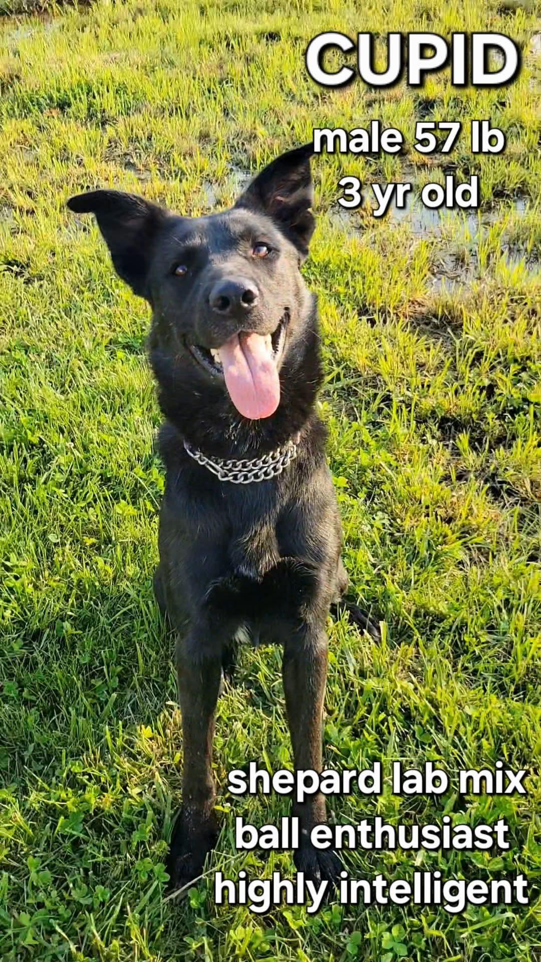 Enlarge Cupid, a Adoptable mixed breed in Ashland, KY image 1/1