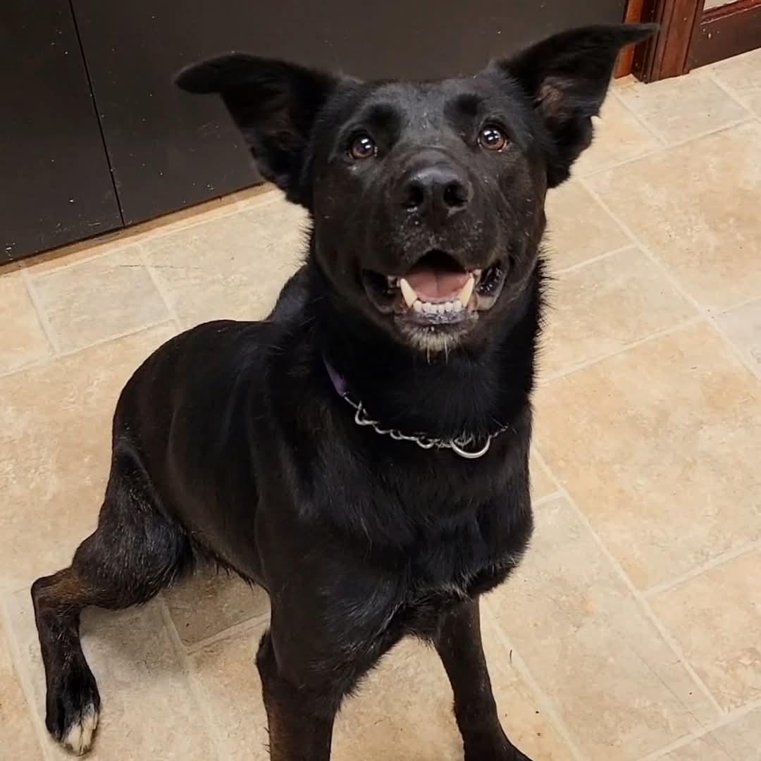 Cupid, Adoptable, Adult Male Labrador Retriever.