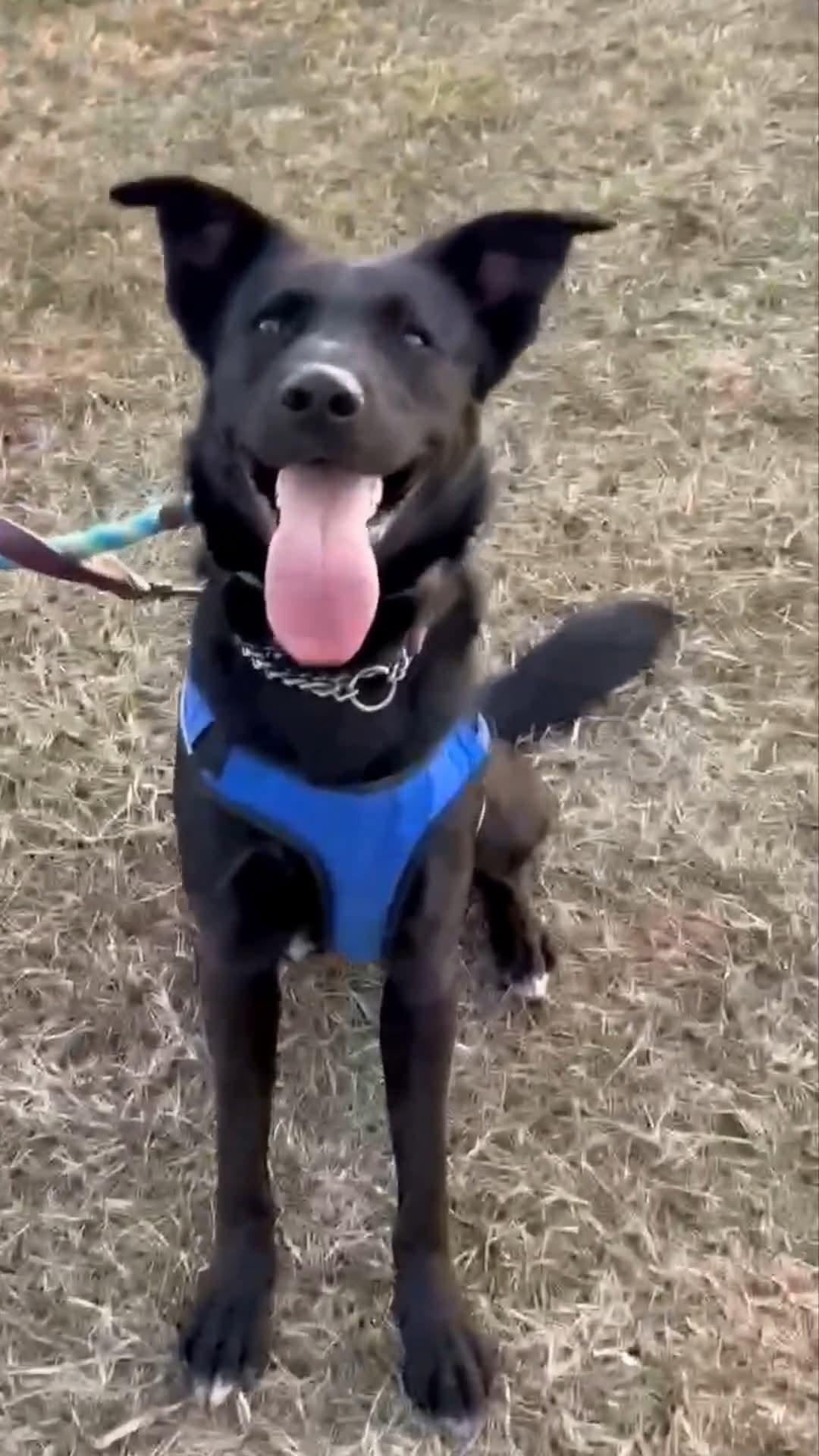 Cupid, a Adoptable Labrador Retriever in Ashland, KY image 2/3