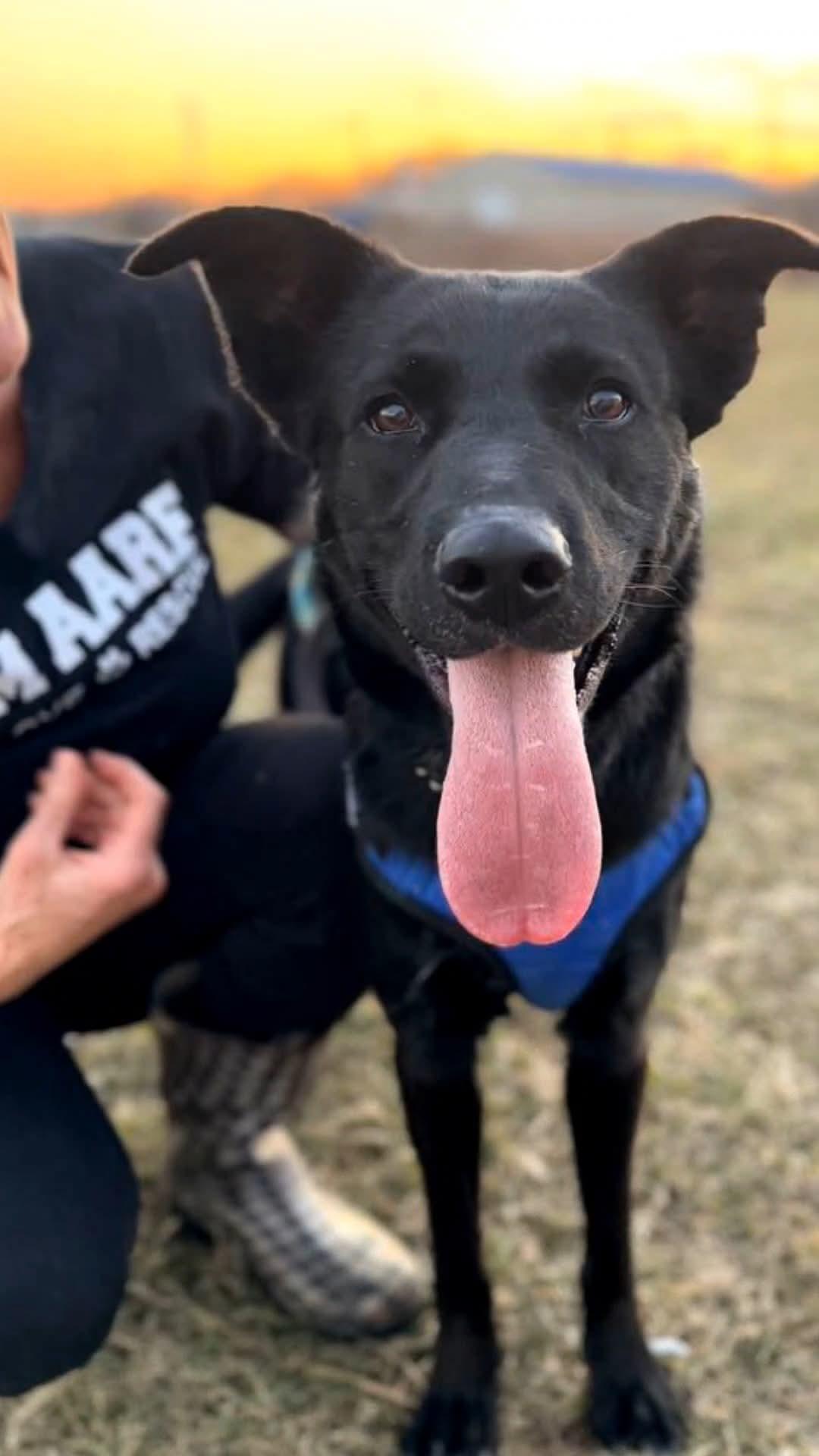 Cupid, a Adoptable Labrador Retriever in Ashland, KY image 3/3