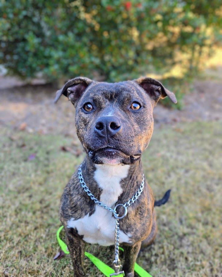 Gemma, Adoptable, Adult Female Mixed Breed.