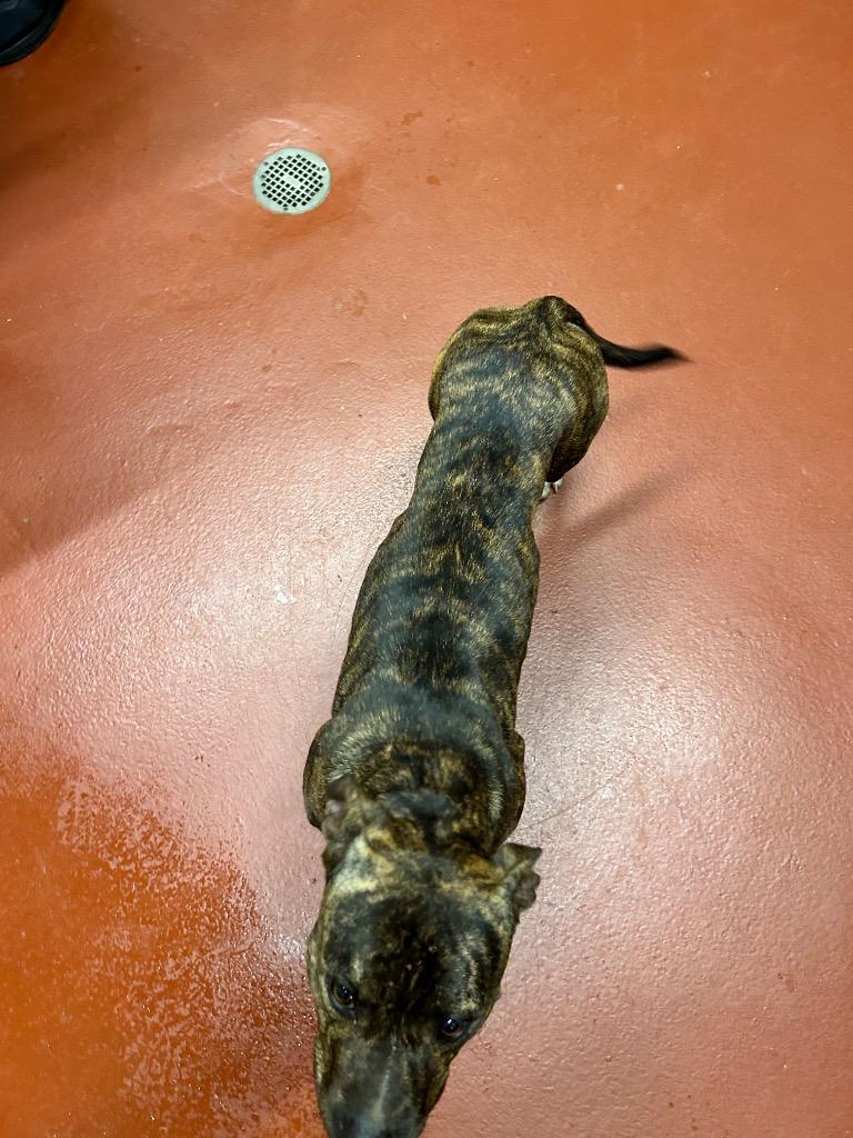 Enlarge Gemma, a Adoptable mixed breed in Douglasville, GA image 1/6