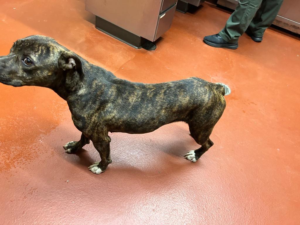 Enlarge Gemma, a Adoptable mixed breed in Douglasville, GA image 5/6