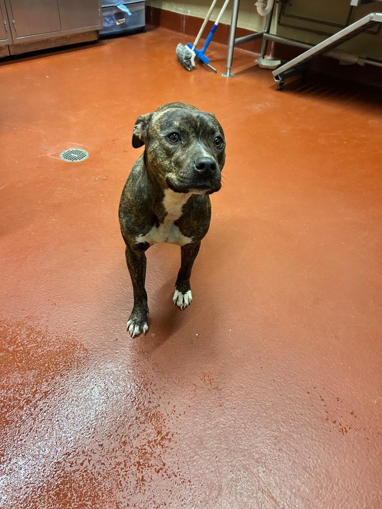 Enlarge Gemma, a Adoptable mixed breed in Douglasville, GA image 6/6