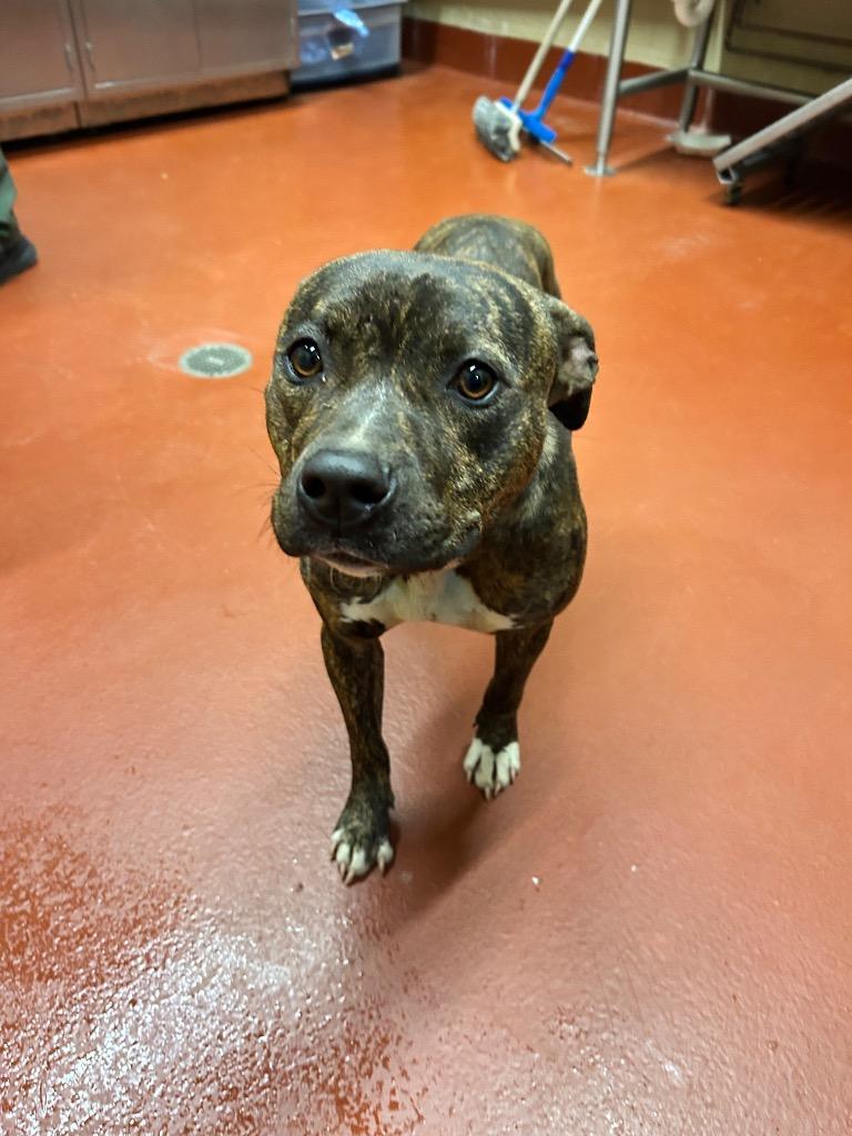 Enlarge Gemma, a Adoptable mixed breed in Douglasville, GA image 5/6