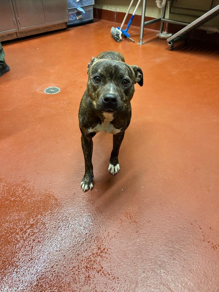 Enlarge Gemma, a Adoptable mixed breed in Douglasville, GA image 6/6