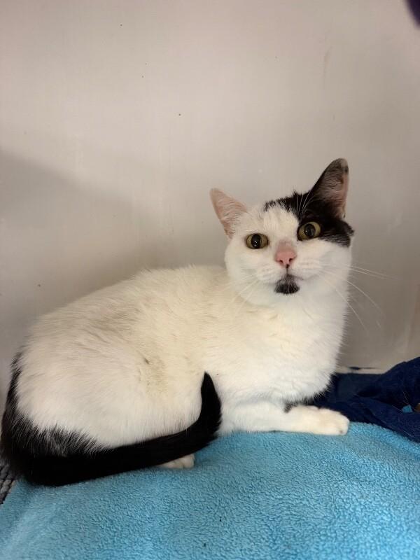 Eva, Adoptable, Adult Female Tuxedo.