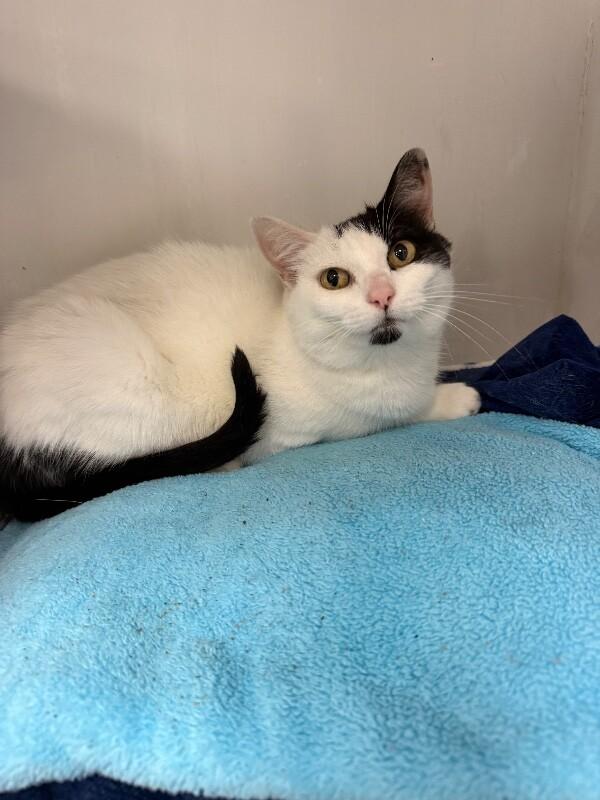 Eva, a Adoptable Tuxedo in Belton, MO image 2/4