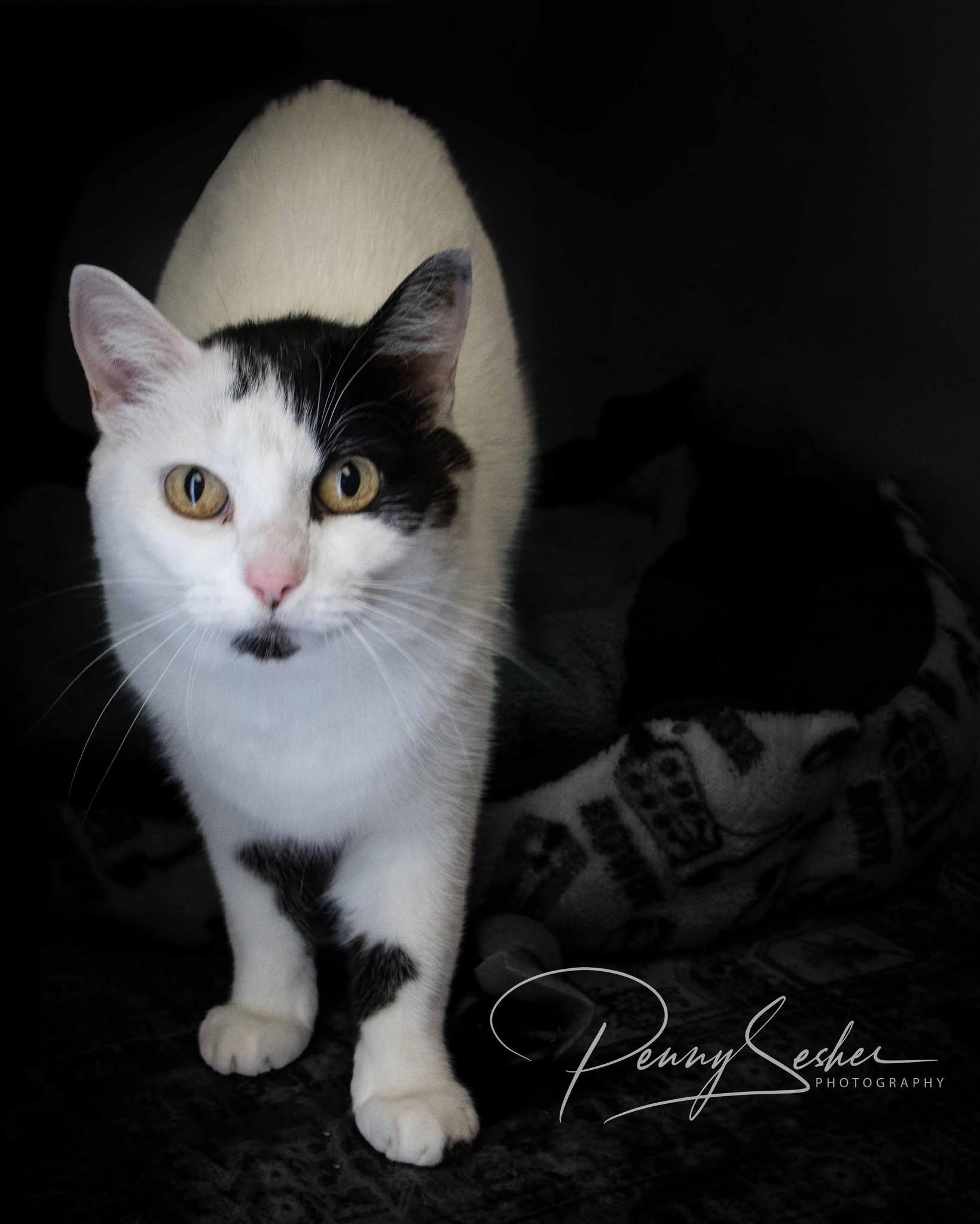 Eva, a Adoptable Tuxedo in Belton, MO image 3/4
