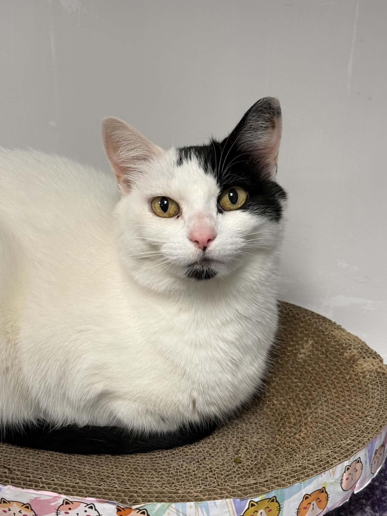 Eva, a Adoptable Tuxedo in Belton, MO image 4/4