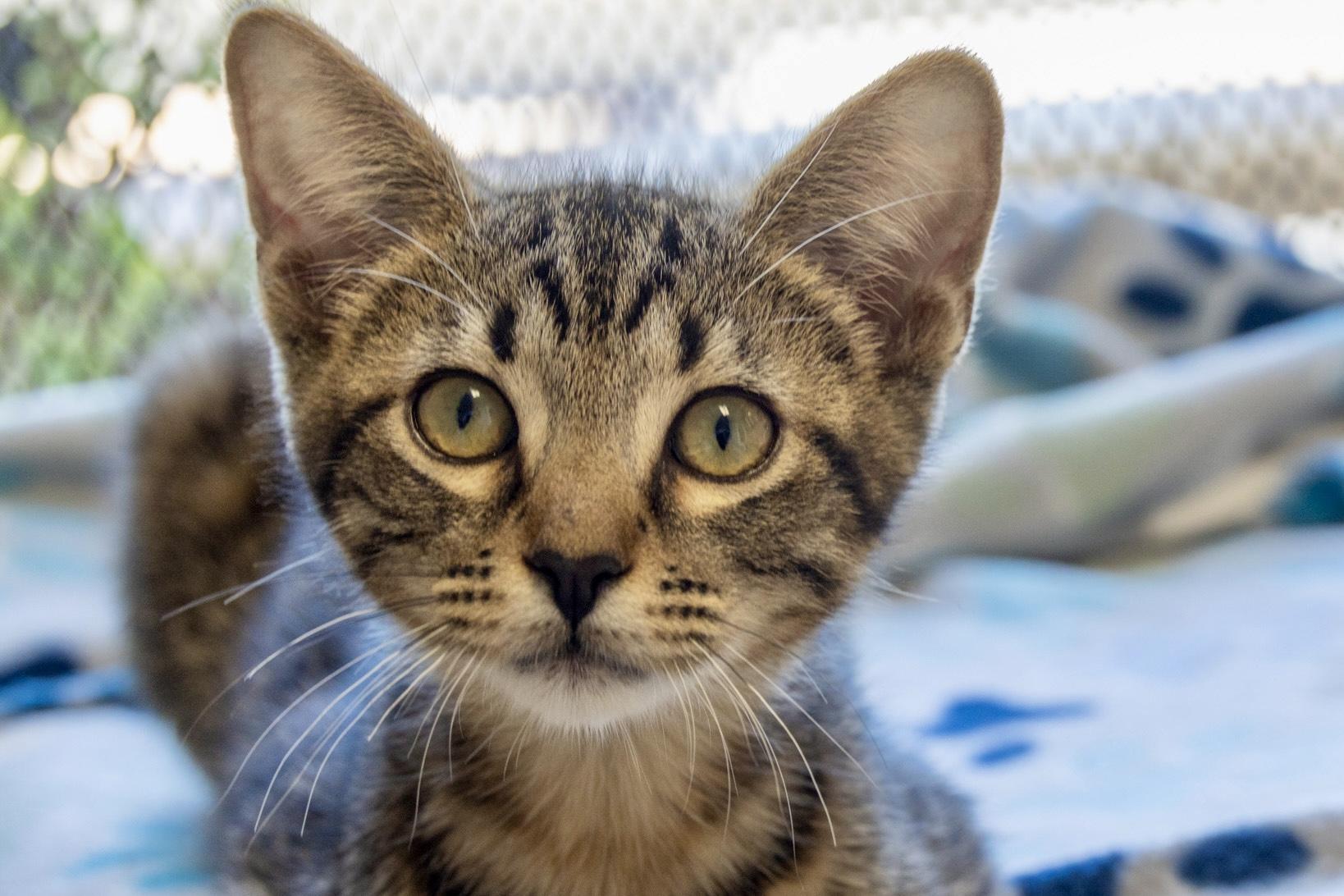 Manfred, an adoptable Domestic Short Hair in Fountain Hills, AZ image 1/2