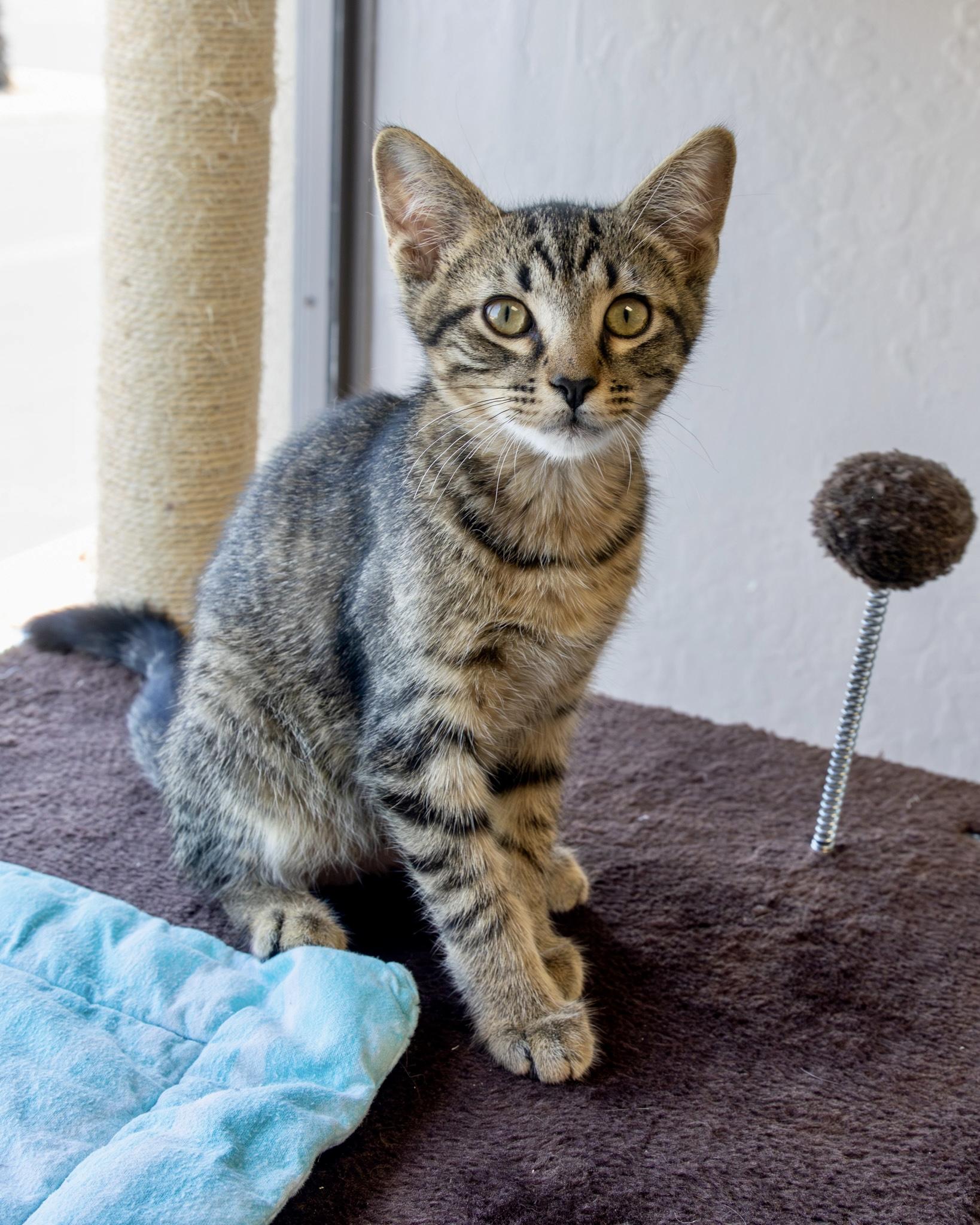 Manfred, an adoptable Domestic Short Hair in Fountain Hills, AZ image 2/2