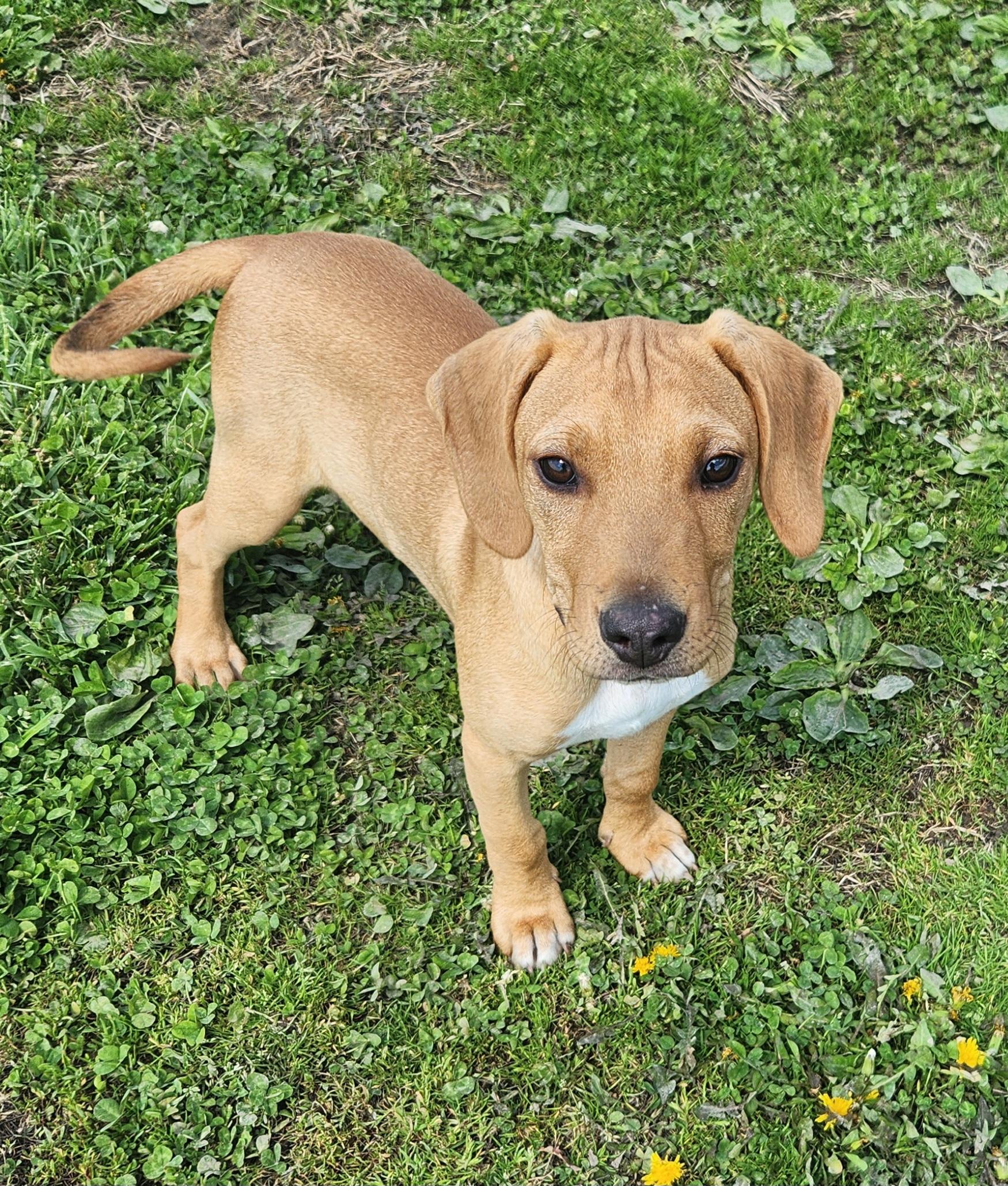 Enlarge Goose, an adopted mixed breed in Liberty Center, OH image 4/6