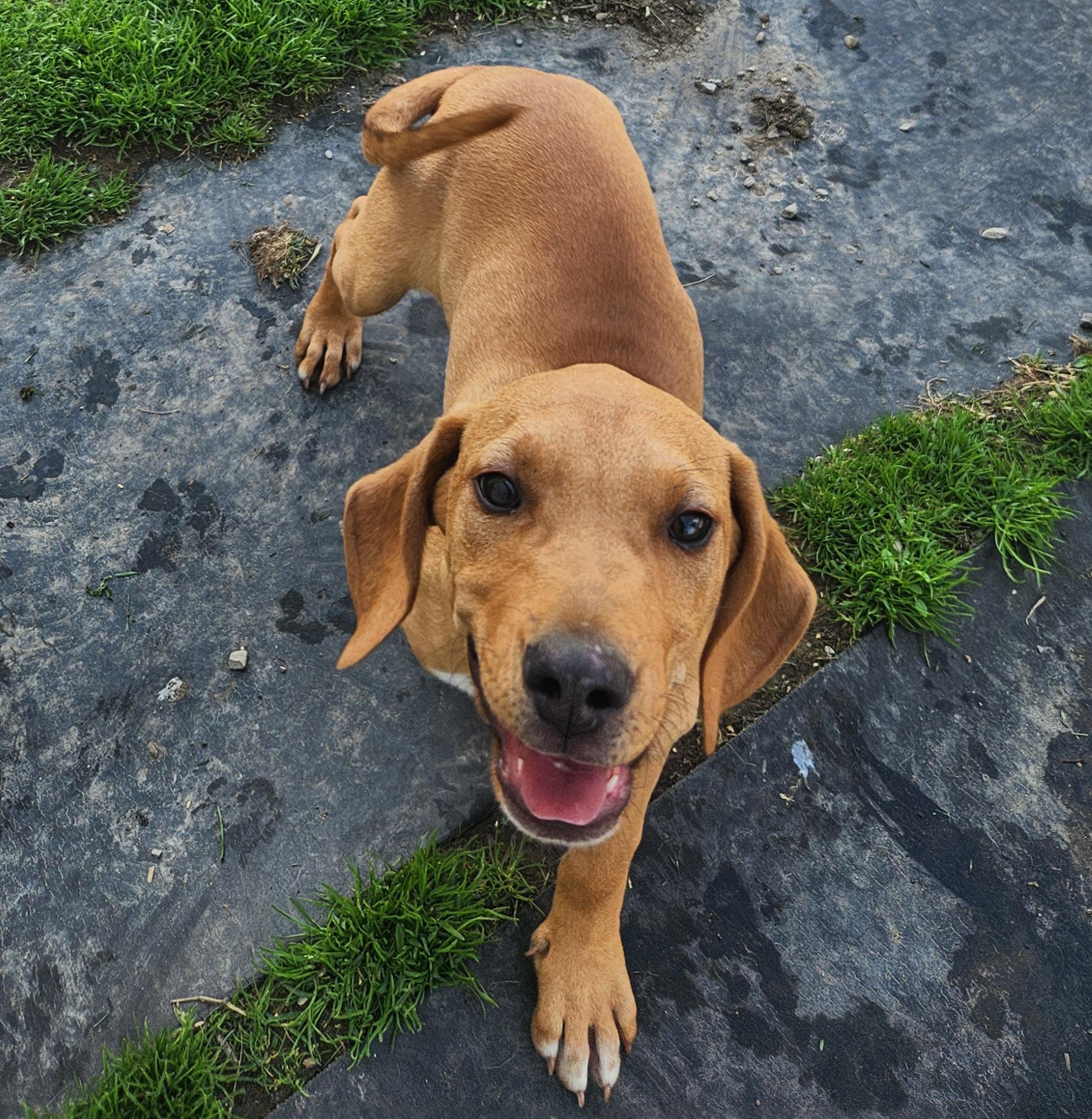 Enlarge Goose, an adopted mixed breed in Liberty Center, OH image 5/6