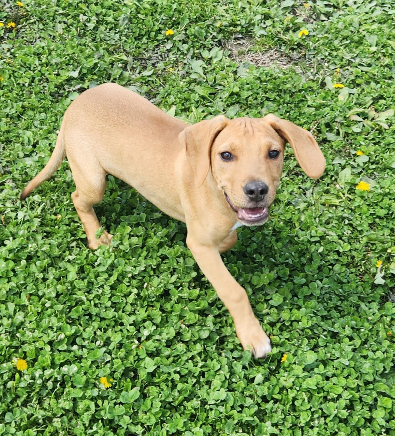 Enlarge Goose, an adopted mixed breed in Liberty Center, OH image 2/6