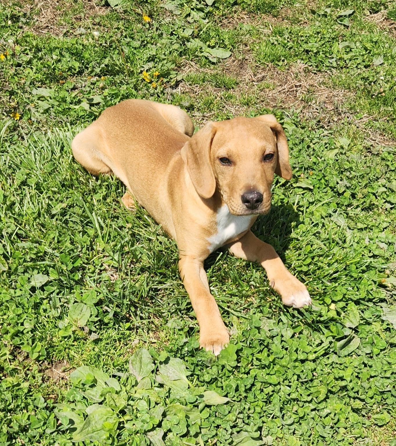 Enlarge Goose, an adopted mixed breed in Liberty Center, OH image 3/6