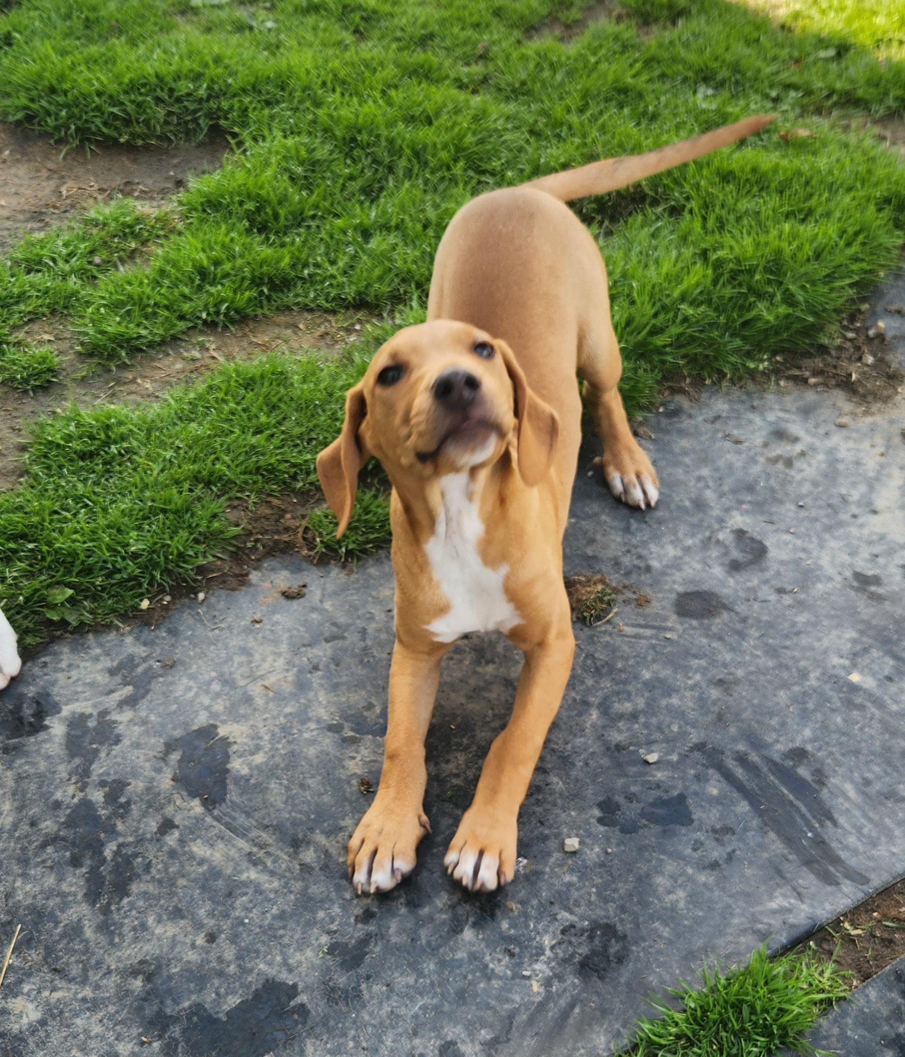 Enlarge Goose, an adopted mixed breed in Liberty Center, OH image 6/6