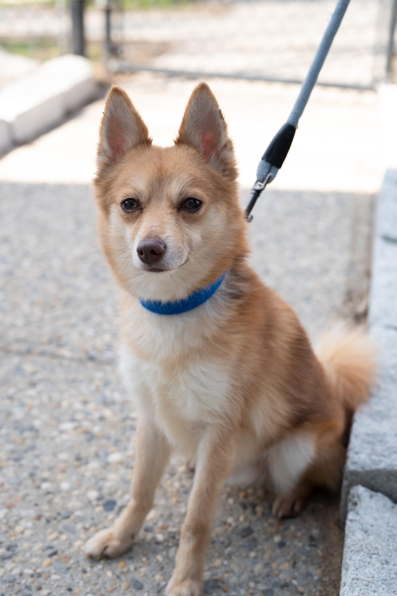 Enlarge Draco, an adopted mixed breed in Perth Amboy, NJ image 2/4