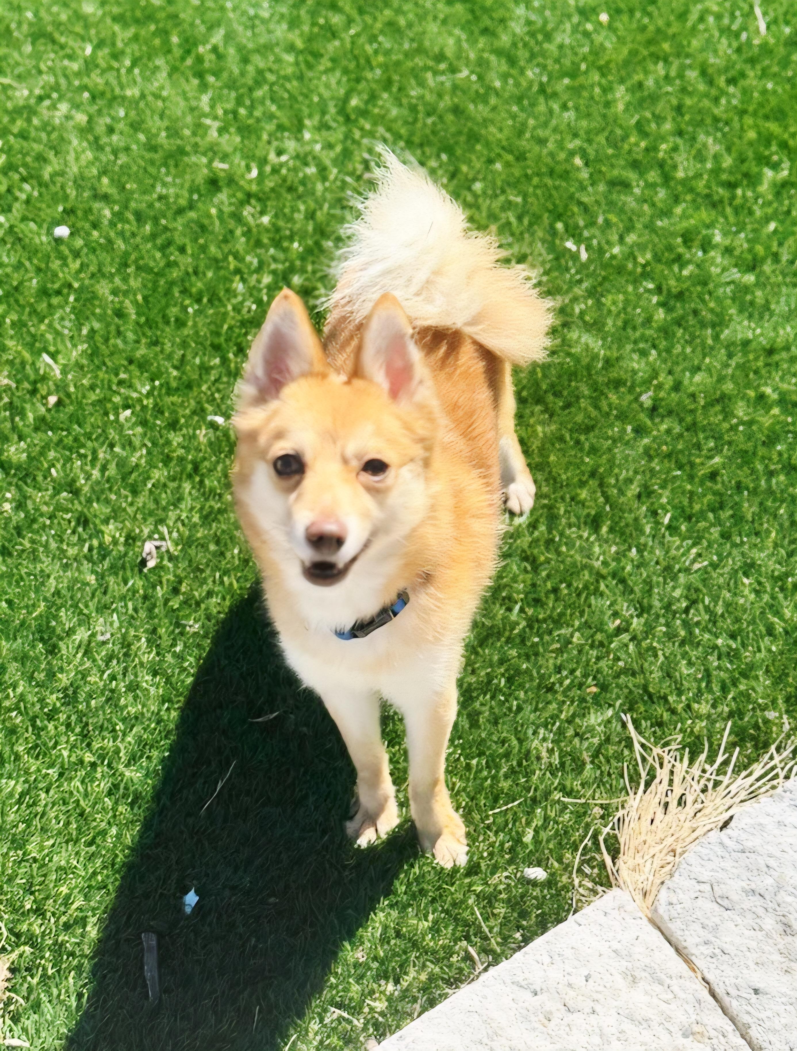 Enlarge Draco, a ADOPTABLE mixed breed in Perth Amboy, NJ image 1/2