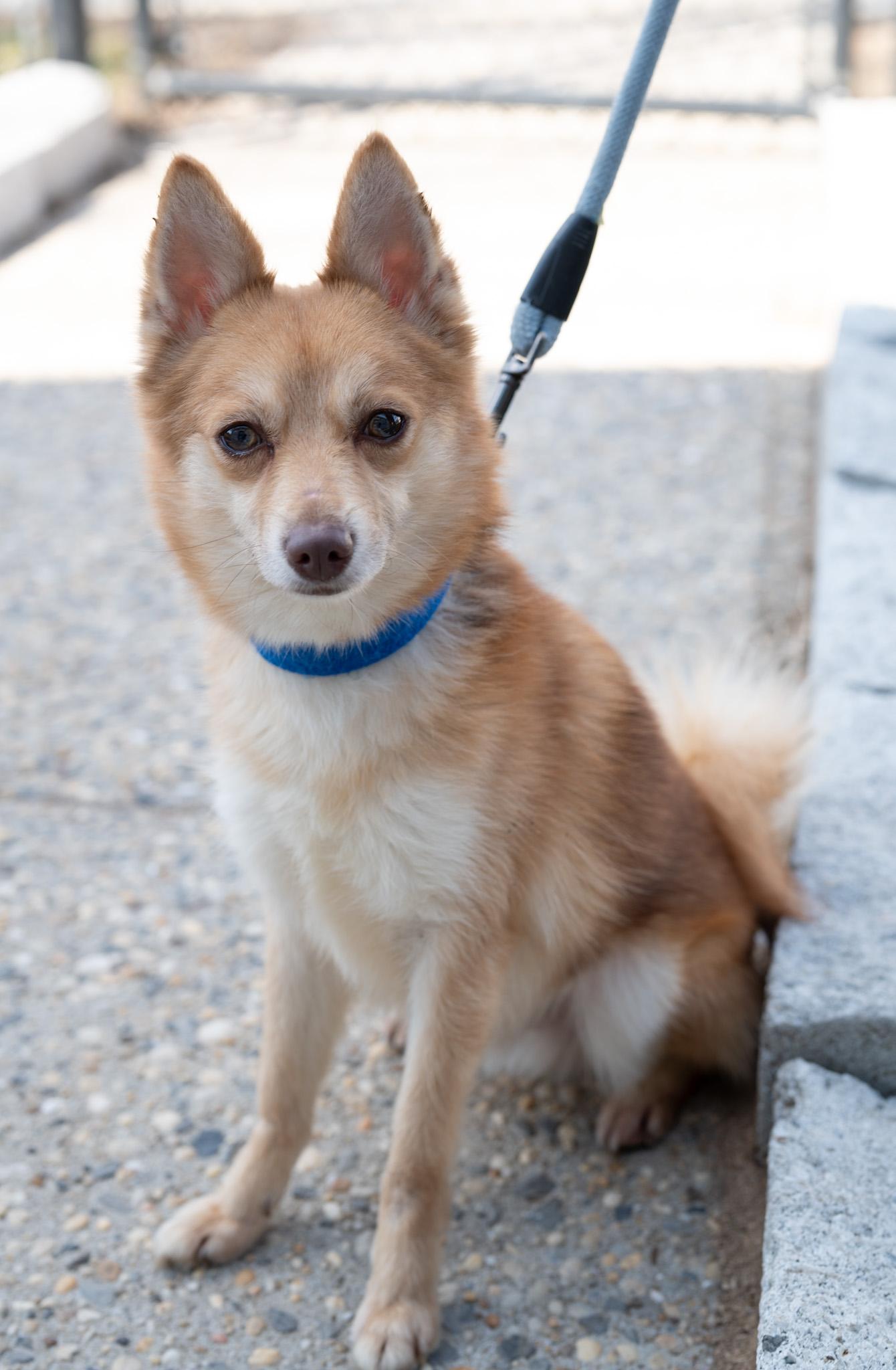 Draco, adopted, Adult Male Pomsky.