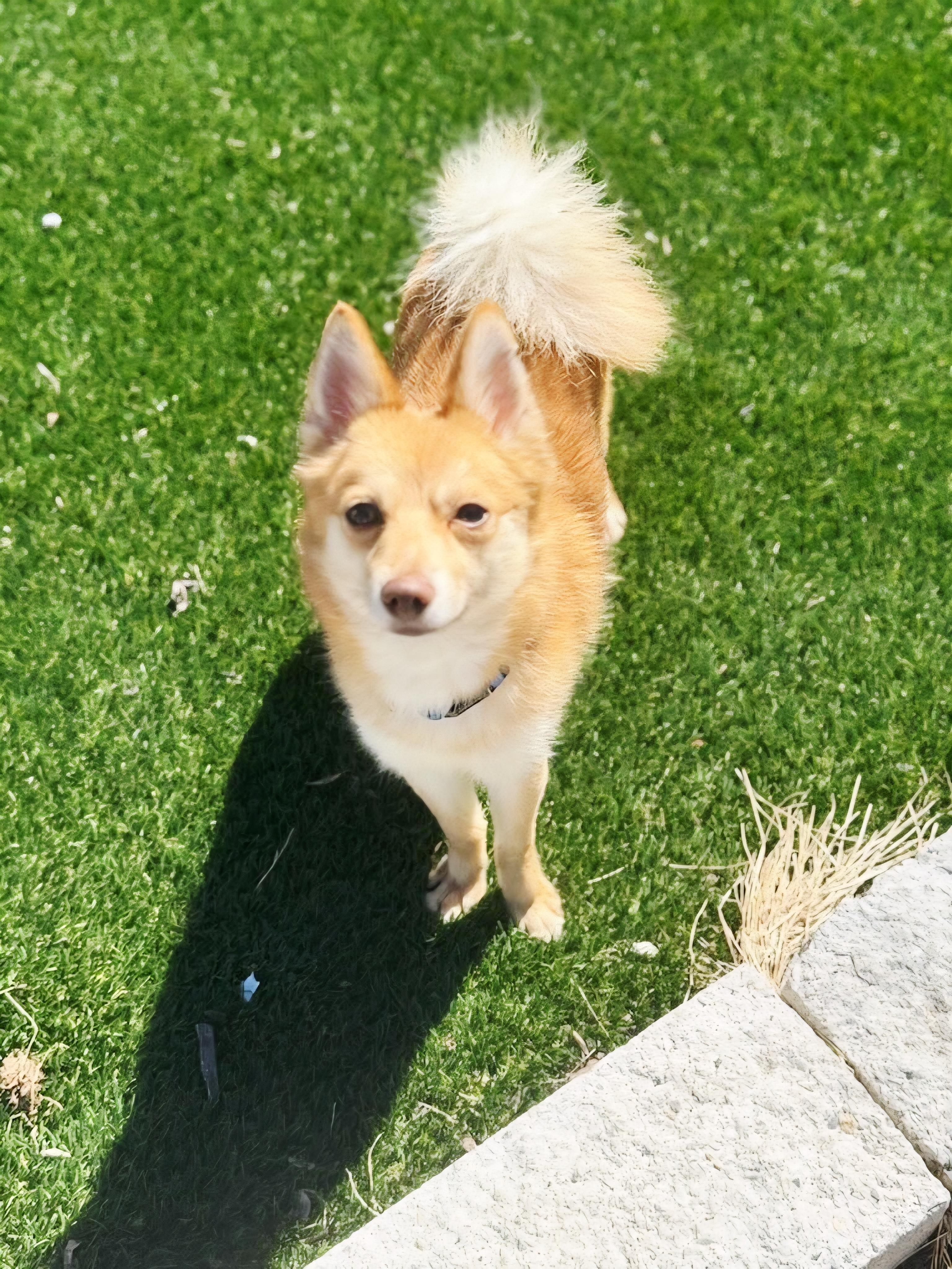 Enlarge Draco, a ADOPTABLE mixed breed in Perth Amboy, NJ image 2/2