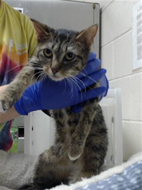 SPOON, Adoptable, Young Female Domestic Short Hair.