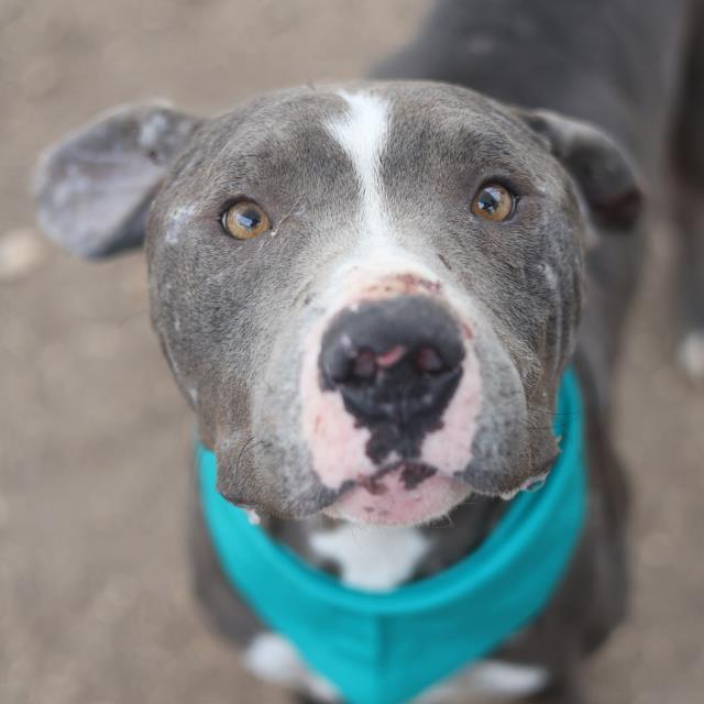 Enlarge CROW, a Adoptable mixed breed in San Antonio, TX image 1/1
