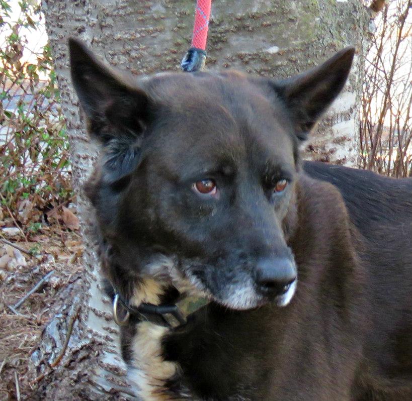 Tucker, Adoptable, Adult Male Shepherd.