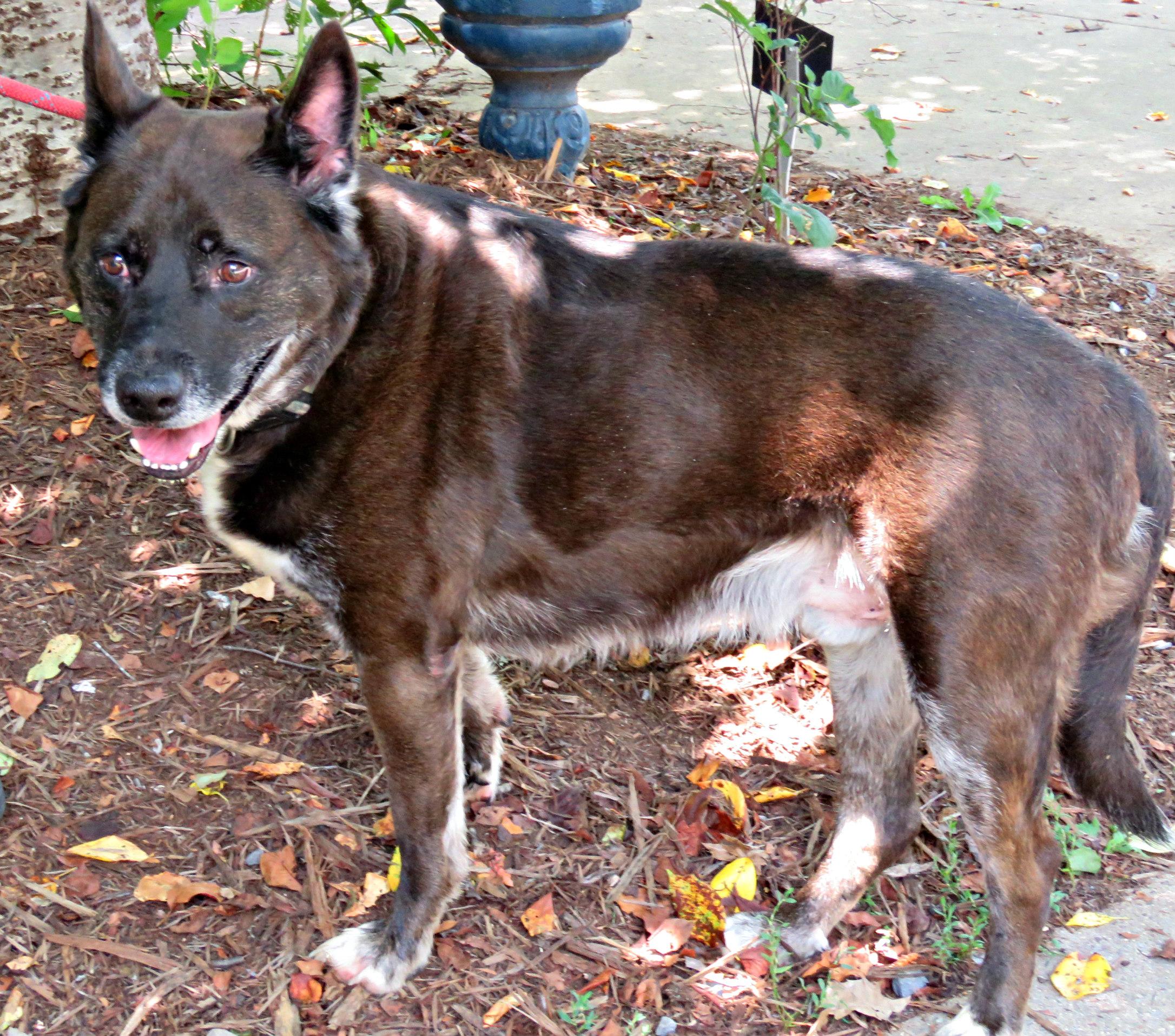 Enlarge Tucker, a Adoptable mixed breed in Lexington, VA image 4/4