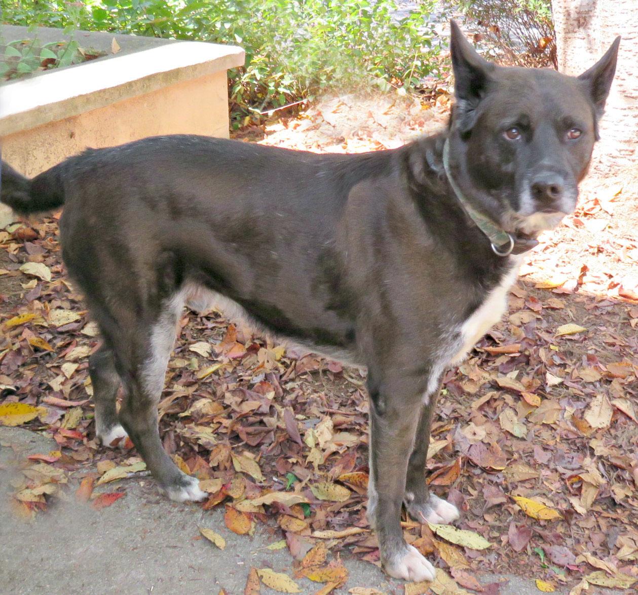 Enlarge Tucker, a Adoptable mixed breed in Lexington, VA image 2/4