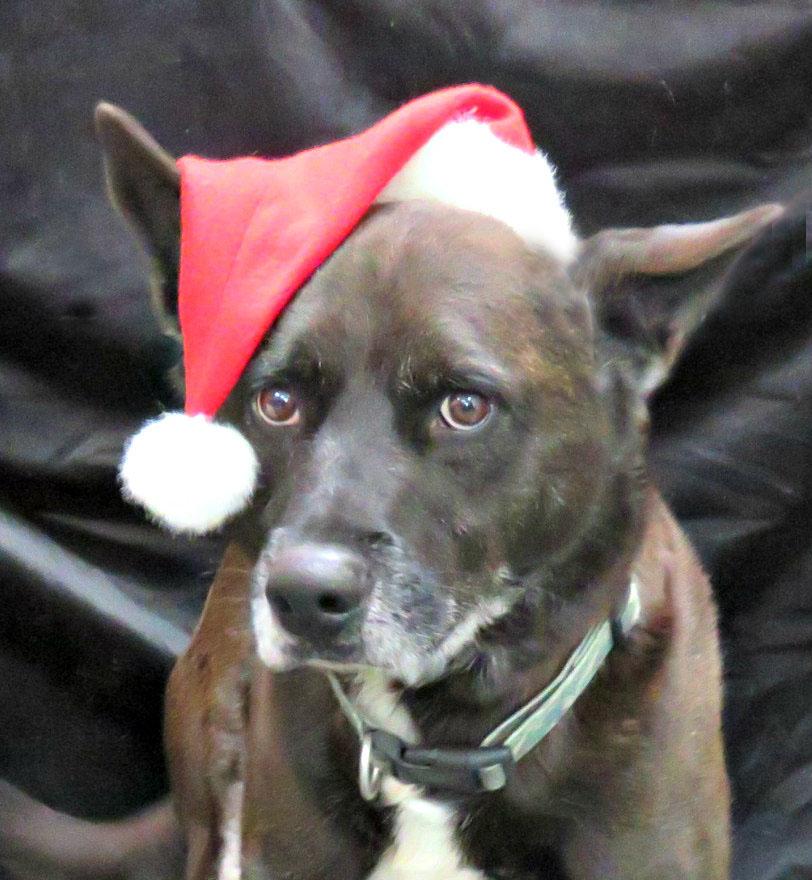 Enlarge Tucker, a Adoptable mixed breed in Lexington, VA image 1/2