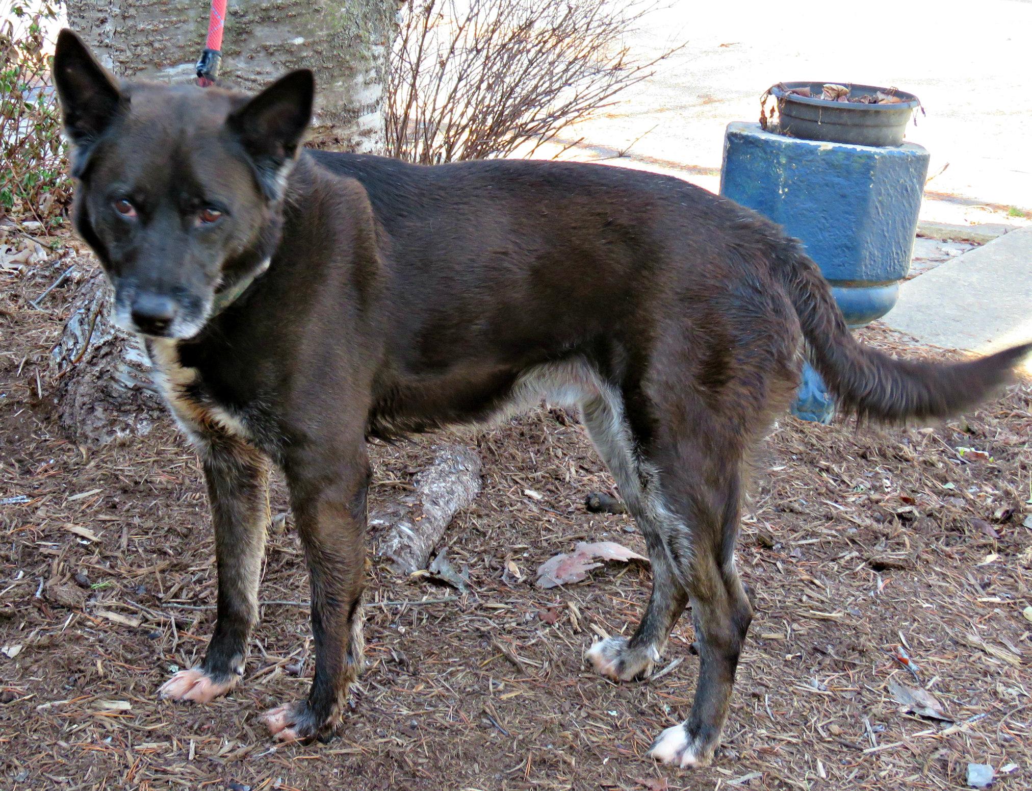 Tucker, a Adoptable mixed breed in Lexington, VA image 3/4