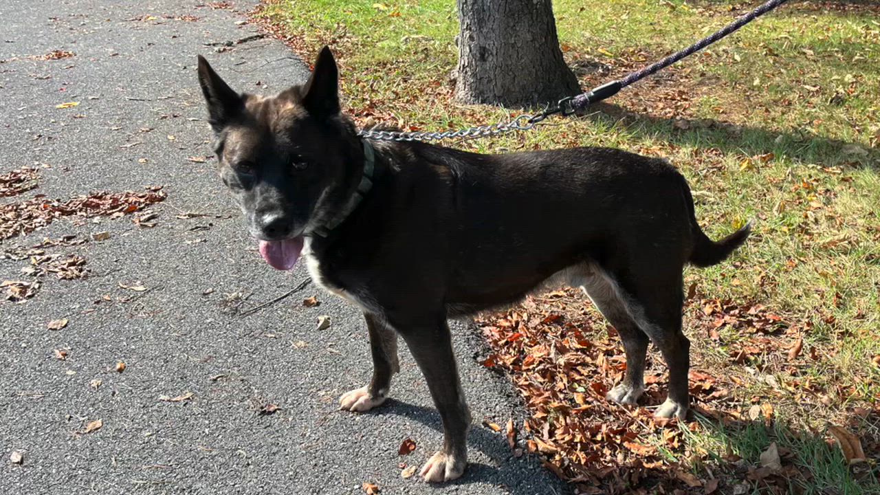 Enlarge Tucker, a Adoptable mixed breed in Lexington, VA video 2/2