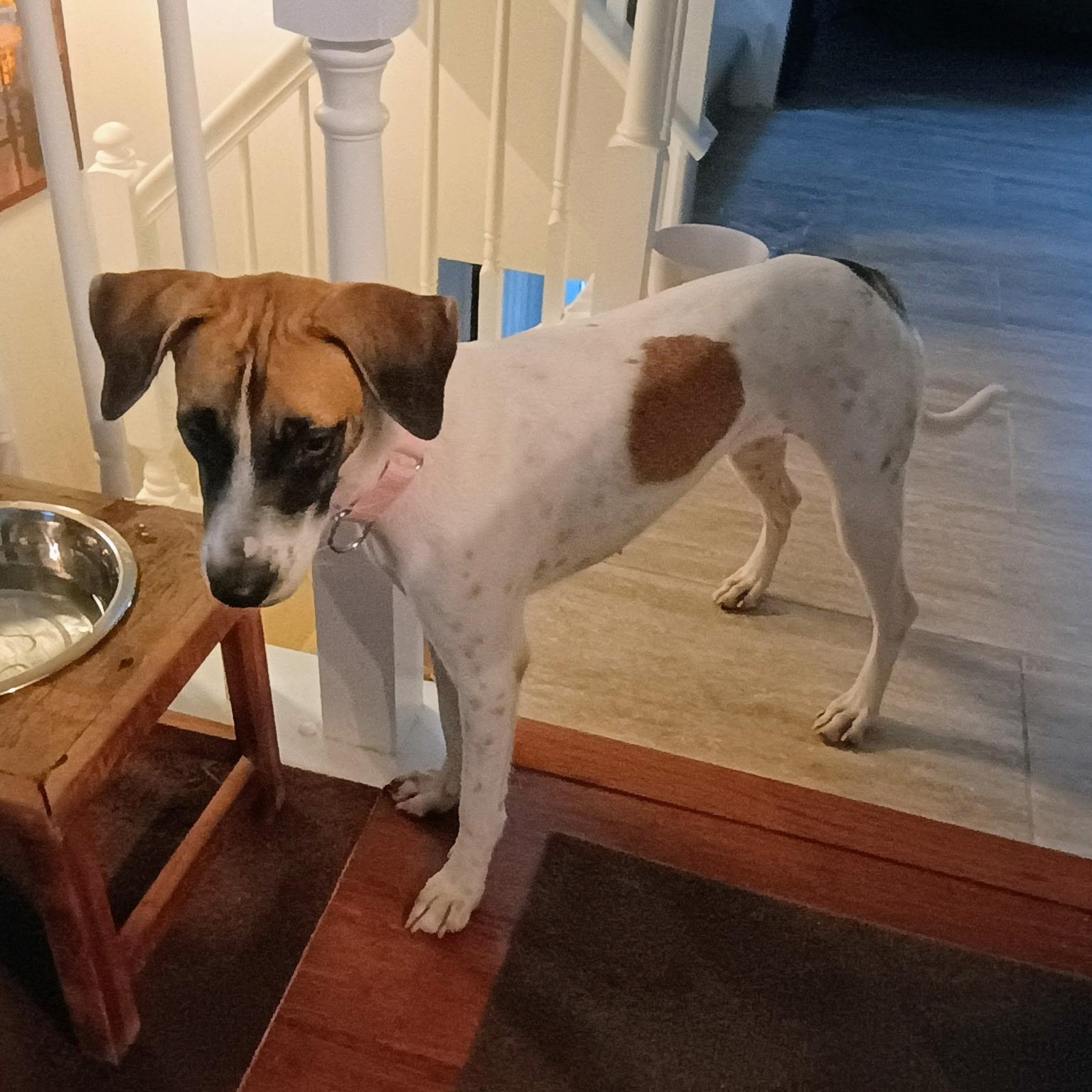 Enlarge Maika, a Adopted mixed breed in New York, NY image 3/6