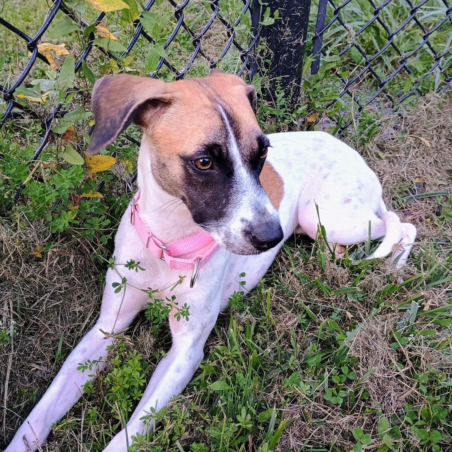 Enlarge Maika, a Adopted mixed breed in New York, NY image 2/6